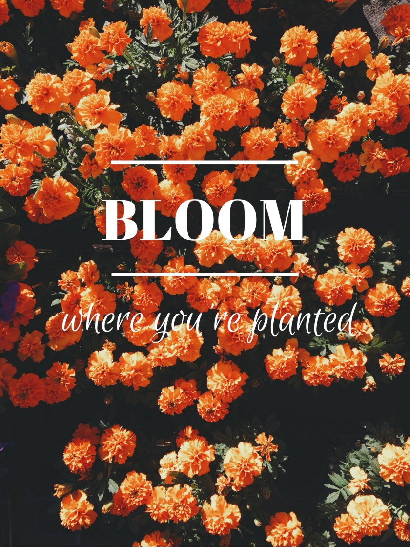 bloomwhereyoureplanted